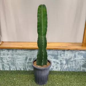 귀면각 선인장 60-80cm (기둥선인장, 오각주, 육각주)