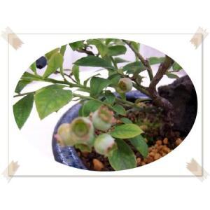 블루베리/션샤인블루/5년생/화분묘/결실주/과일나무