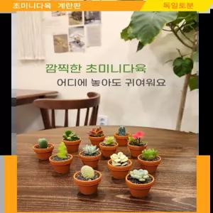 귀여운 초미니다육 식물 독일토분 계란판6구 /3구 /2구 다육사랑 예원