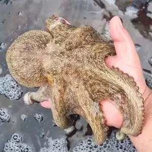 [지투지샵]국내산 활 돌문어 1kg