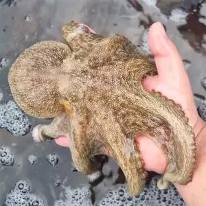 [지투지샵] 국내산 활 돌문어 1kg