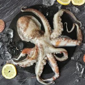 자연산 여수 활 돌문어 1kg