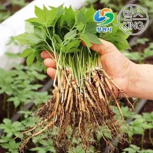 [창원몰]잎인삼파크 새싹삼 소(16CM∼18CM내외) 100뿌리 실속형세트