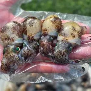국내산 귀꼴뚜기 500g 50미 내외