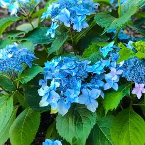 제주 겹산수국 15cm포트 별수국 수국 산수국묘목 꽃화분