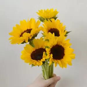 마이플랜트 생화 해바라기 5송이 해바라기꽃다발 여자친구선물 꽃 택배 인테리어 소품 꽃배달
