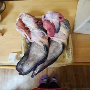 당일조업 생물 특대 물메기 손질후 3.5kg이상, 1마리