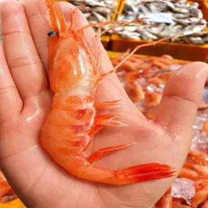 국내산 횟감용 홍새우 500g 30-40미 내외 제철 해산물 별미 당일조업 단새우 아마애비 회 구이 튀김 초밥 캠핑