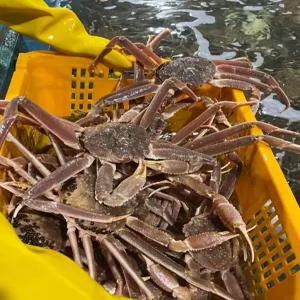 특A급 러시아 마가단 활 대게, 자숙대게 2kg 수율보장