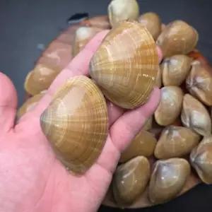 국내산 명주조개 갈미조개 1kg 해감