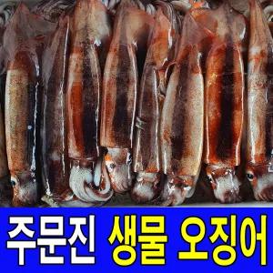 주문진 국내산 비손질 통찜용 생물 오징어 10마리 1.2kg 신선도 유지를 위해 급속냉동하여 발송