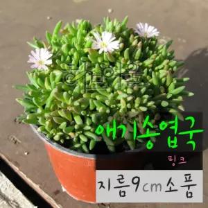 오라몰랑 애기송엽국 핑크 (분홍) 9cm 소품화분 (좋은흙만 사용한 건강한식물)