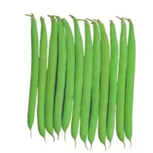 품종 그린빈스 풋 강남콩 채소 씨앗 씨 종자 콩 10g
