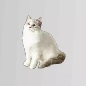 고강도 고양이 장난감 고양이 스크래쳐 소파보호용품