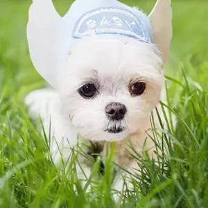 보따리라운지 강아지 고양이 천사 모자 강아지용품