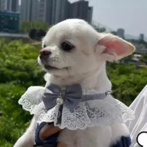 S 블루 강아지 고양이 레이스 리본 목카라 스카프 넥