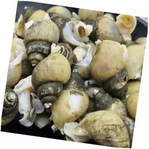 선물세트 골뱅이 명절선물 부모님명절 설날선물, 1kg
