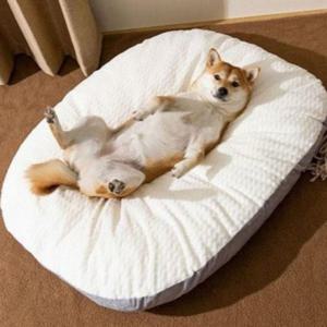 반려동물 강아지 방석 고양이 애견 쿠션 담요 베개