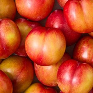 26년 상큼달콤 경산 와촌 홍로센자두 1kg 2kg 중소과