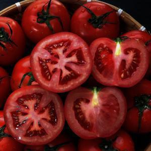 (타임특가) 당일수확 완숙토마토 5kg  산지직송 A급 못난이 대형마트납품용