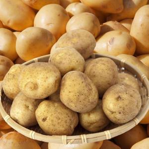 포미식탁 포슬포슬 제주 감자 대 10kg