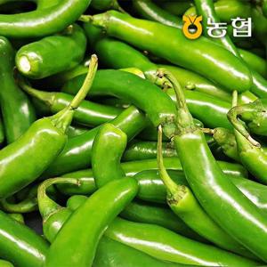 [농협] 신선한 오이맛 고추 1kg