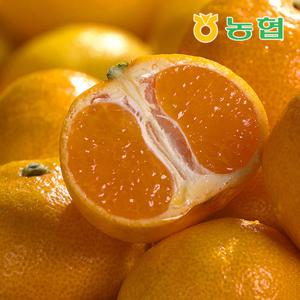 [제주농협][26년수확] 제주 햇 하우스감귤 3kg