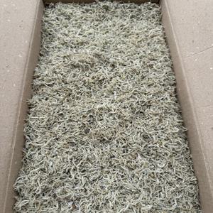 [미각] 국산 햇 지리멸치 어린이멸치 세멸 1.5kg