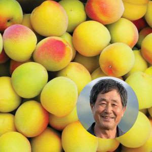 착한농부 국내산 황매실 10kg(대)