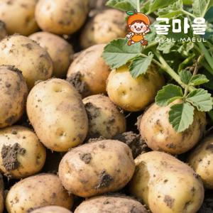 귤마을 제주직송 포슬포슬 감자 10kg 대