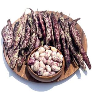 국내산 밤콩 호랑이콩 1kg