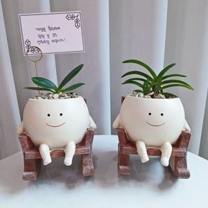 풍란 + 흔들의자화분 화분문구 메세지카드 서비스 / 승진 집들이화분 선물 공기정화식물 이사