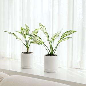 공기정화 식물 1+1 루나 화분 세트,홍콩야자 싱고니움 몬스테라 벤자민