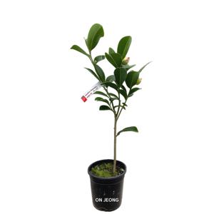 사계동백나무 50-55cm 꽃화분 실내공기정화식물