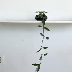 호야 윌버그레이브 10cm 레이지비 레이지빈 데스크테리어 포인트식물 플랜테리어 인테리어식물