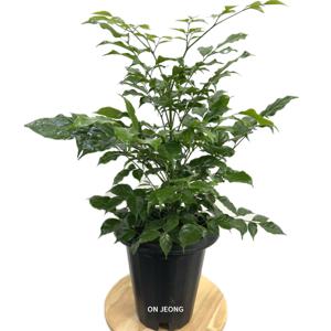 녹보수 55-65cm 실내공기정화식물 인테리어화분