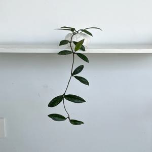 호야 윌버그레이브 10cm 레이지비 레이지빈 데스크테리어 포인트식물 플랜테리어 인테리어식물