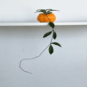 호야 윌버그레이브 10cm 레이지비 레이지빈 데스크테리어 포인트식물 플랜테리어 인테리어식물