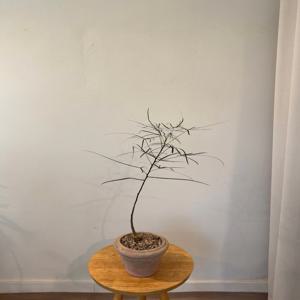 보틀트리(베트남토분) 바오밥나무 개업선물 승진화분 인테리어 식물 부산/경남지역