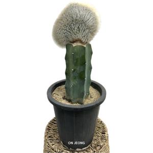 밍크선인장 40-45cm 인테리어 관엽식물