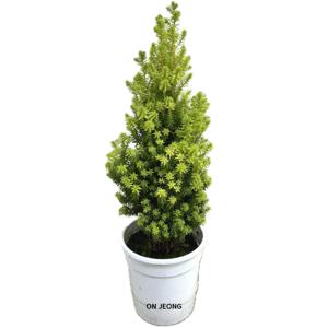 옐로우봉 침엽수 40-45cm 공기정화 인테리어식물