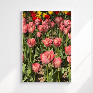 봄 유럽 꽃 그림 플라워 인테리어 포스터 액자 : 51 Pastel Tulip