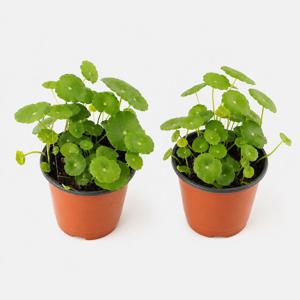 [1+1] 워터코인 수경재배식물 수생 실내공기정화