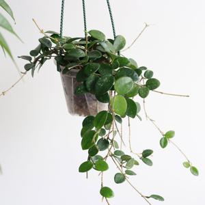 귀여운 호야 마틸다 실내공기정화식물 행잉플랜트