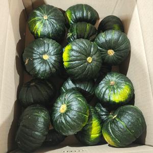 TEMU 제철시작 제주산 밤호박(보우짱) 로얄과 박스포함 4kg