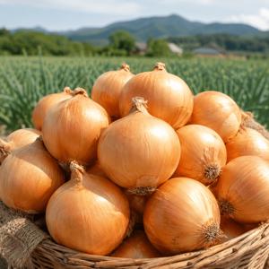 TEMU [타임특가] 26년 국내산 고령 햇양파 중 1.5kg 선별 소포장 가정용 양파