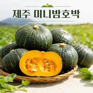 TEMU 국내산 제주 미니단호박 밤호박