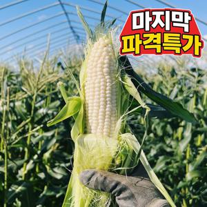TEMU [오늘만특가] 26년햇수확 미백 찰옥수수 15개입