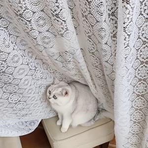 TEMU 프렌치 레트로 로맨틱 화이트 레이스 자수 메쉬 시폰 커튼 1개 - 상단 봉걸이형 거실 장식 파티션 커튼, 침실 창문용 마감 시폰 창문 커튼