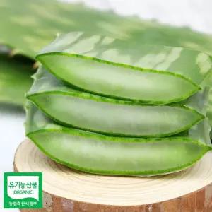 알로에 사포나리아 생잎 3키로 [W6A6504]